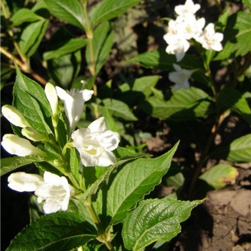 Weigela praecox 'Candida' - Varajane veigela 'Candida' C2/2L